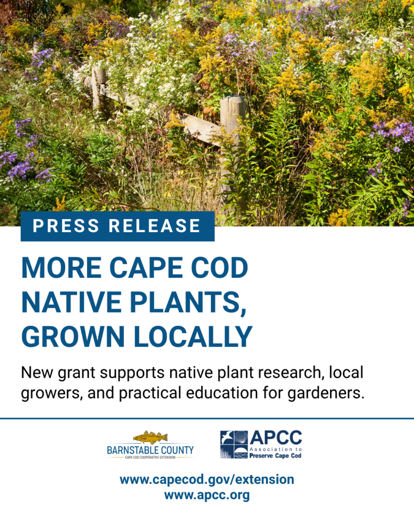 Press release graphic announcing Barnstable County’s $51,363.50 grant to help local growers bring more Cape Cod native plants to market. A colorful meadow of native wildflowers, including yellow goldenrod and purple asters, fills the top of the image. The headline reads “More Cape Cod Native Plants, Grown Locally,” with supporting text highlighting native plant research, local growers, and gardening education. Barnstable County Cooperative Extension and Association to Preserve Cape Cod (APCC) logos appear at the bottom.