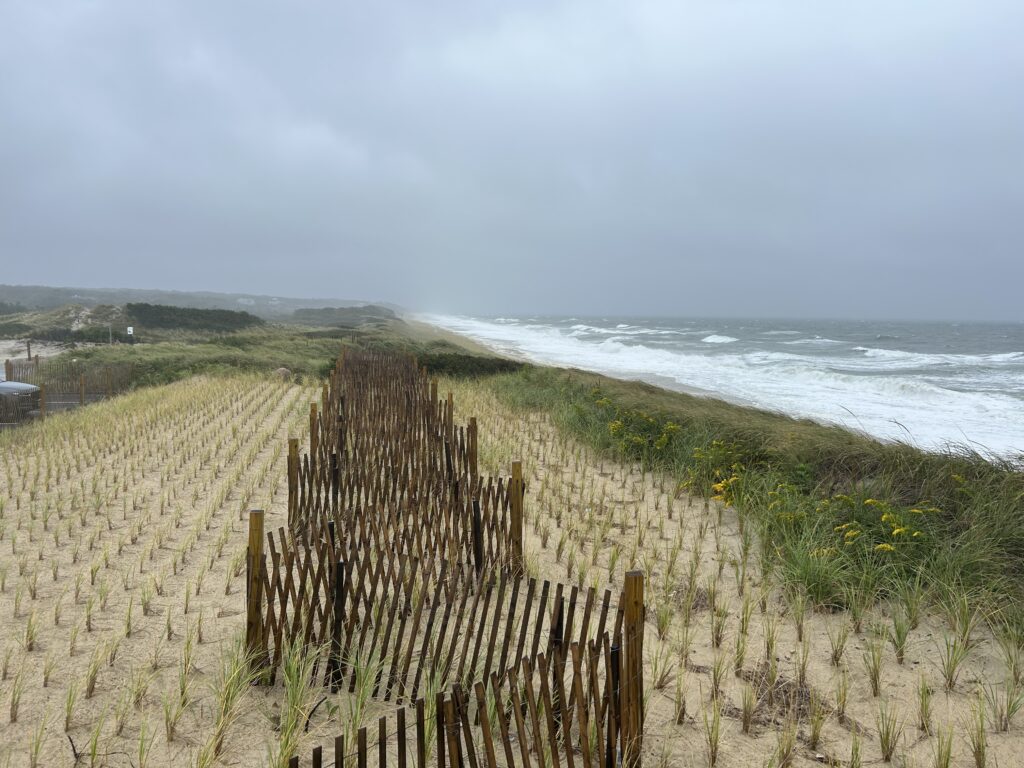 Sand fencing and rows of newly planted dune grass lead toward a rough gray ocean under storm clouds on Cape Cod.