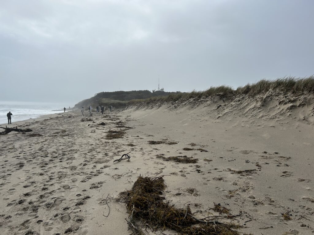 A steep sand dune rises above a beach scattered with seaweed and natural debris following the September coastal storm.