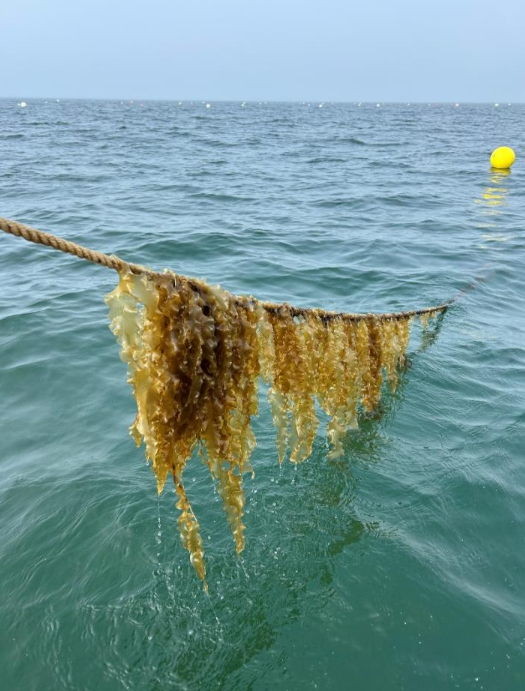Sugar kelp growing along a rope line above blue-green coastal water, with a yellow buoy visible in the distance.